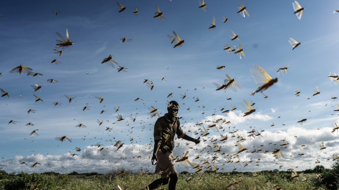 European Union contributes €8 million to control the upsurge of Desert Locust in East Africa