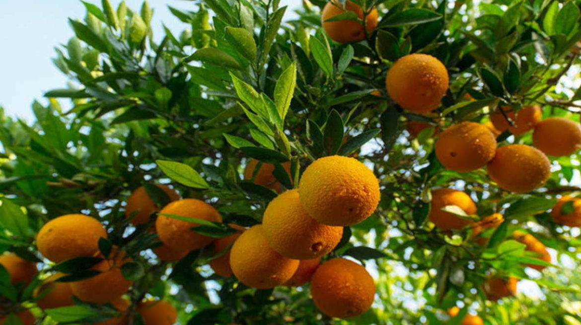 Morocco ranks the second supplier of Spanish oranges Morocco ranks the second supplier of Spanish oranges
