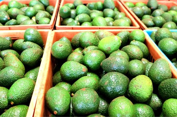 avocado export ban, Kenya extends avocado export ban, Kenya business news now, agricultural news in Kenya