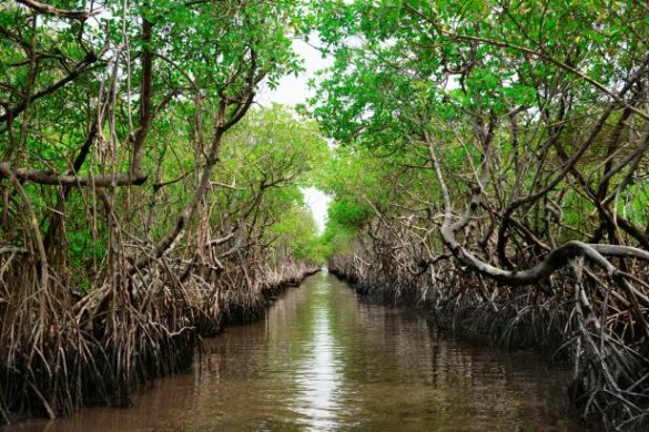 Mozambique, Blue Forest Launch Africa’s Largest Mangrove Restoration Project