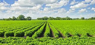 AgDevCo Secures $90 Million of DFI Funding to Invest in African Agribusinesses AgDevCo Secures $90 Million of DFI Funding to Invest in African Agribusinesses