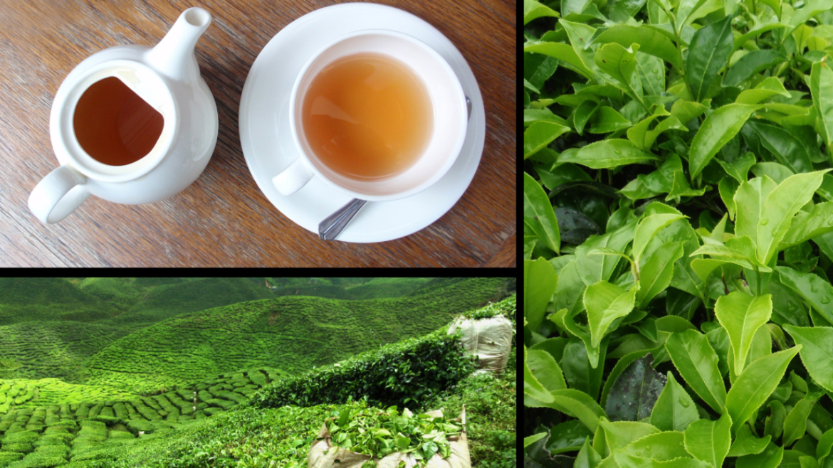 Why Uganda’s cup of tea is half empty