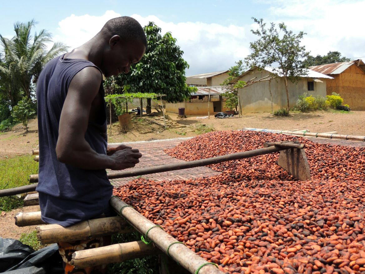 Small-Scale Coffee Farmers in Africa brace for new EU anti-deforestation law