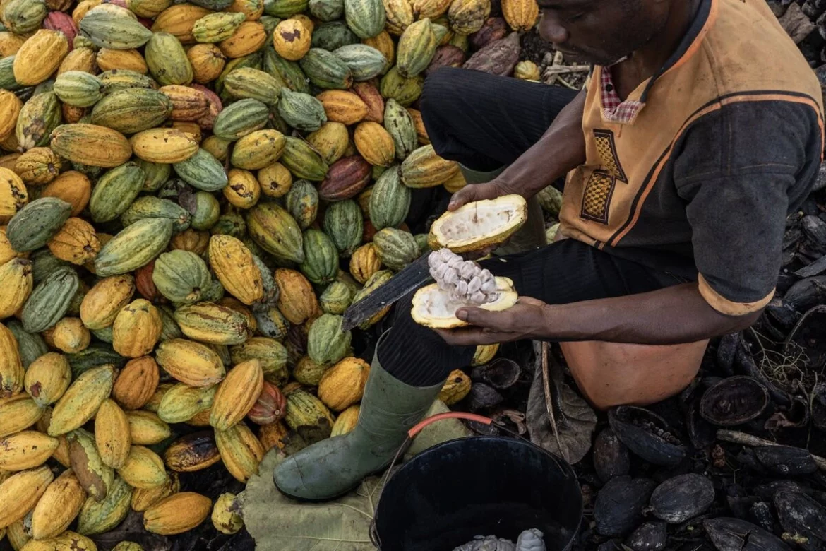 African Cocoa Crisis Spurs Chocolate Prices Surge