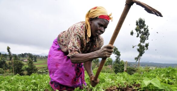 AfDB Pledges $2.9 Billion to Agriculture Development in Nigeria, Other African Nations