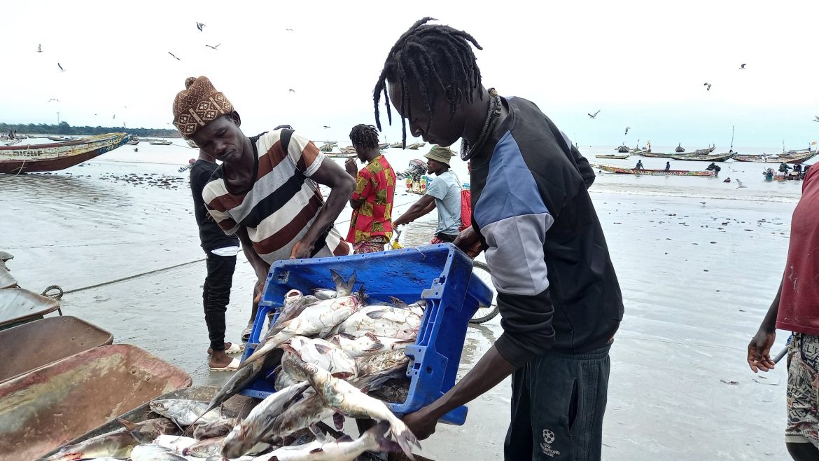 Gambia’s Fishing Communities Cry Out as Foreign Trawlers and Factories Deplete Waters