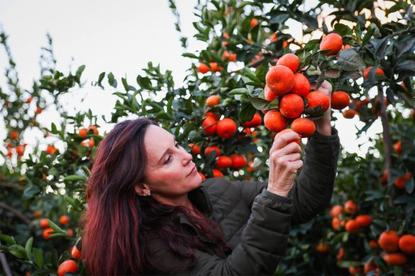 Fruit export triangle from South Africa to Morocco and back